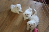 Maltese and Yorkshire terrier puppies