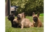 French Bulldog puppies Promising from many years of breeding
