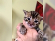 Super-bengal-kittens-available-